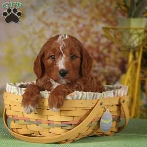 Tex, Brittnepoo Puppy